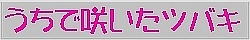 うちで咲いたツバキ