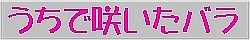 うちで咲いたバラ